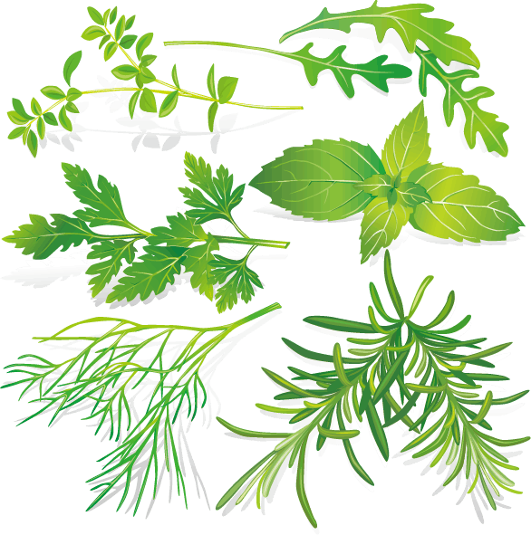 herbal